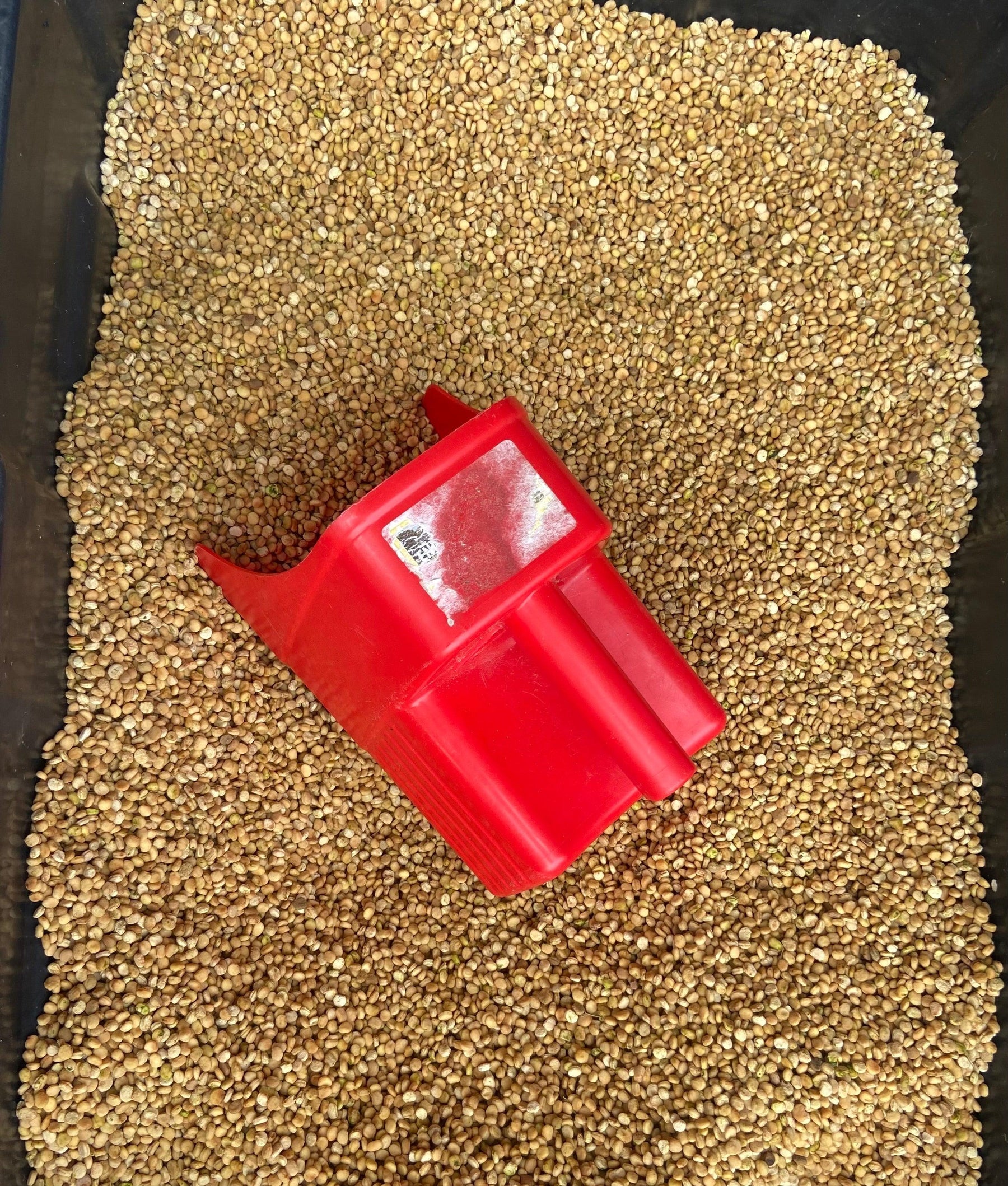 A Guide to Disinfecting Ginseng Seeds Prior to Planting - Dairyland Ginseng