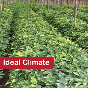 Ideal Climate