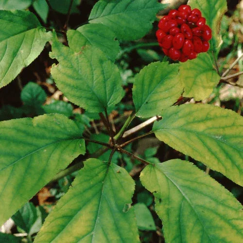 Premium Wisconsin Ginseng Rootlets - Ideal for Planting - High-Quality, Sustainable American Ginseng Roots 5 Years old - Dairyland Ginseng