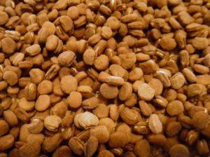 American Ginseng Seeds - 10 LB's - Dairyland Ginseng