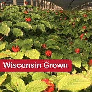 American Ginseng Seeds - For Planting - Dairyland Ginseng