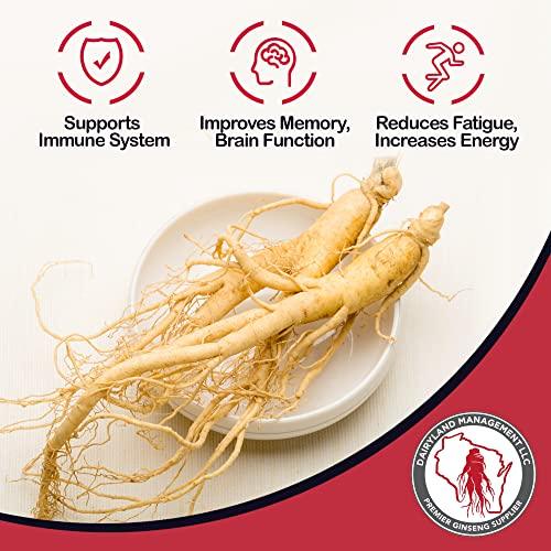 Whole Wisconsin ginseng roots on a plate, fresh farm-grown American ginseng, natural and non-GMO