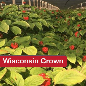 Wisconsin Ginseng Seeds: Your Guide to Successful Planting and Harvesting - Dairyland Ginseng