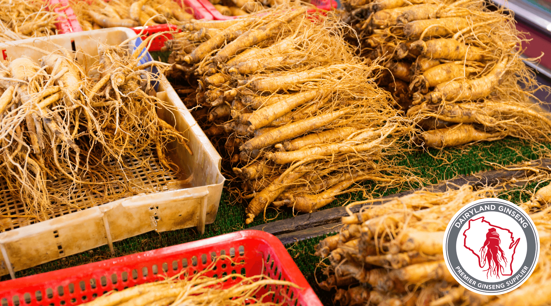 Fresh Wisconsin-grown American ginseng roots in baskets, non-GMO farm-harvested display
