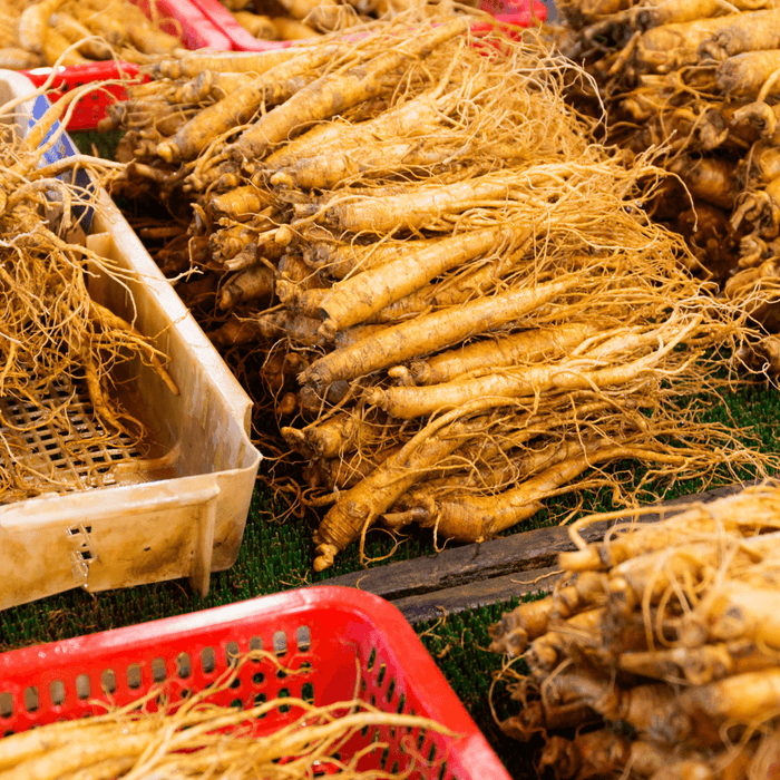 Fresh Wisconsin-grown American ginseng roots in baskets, non-GMO farm-harvested display