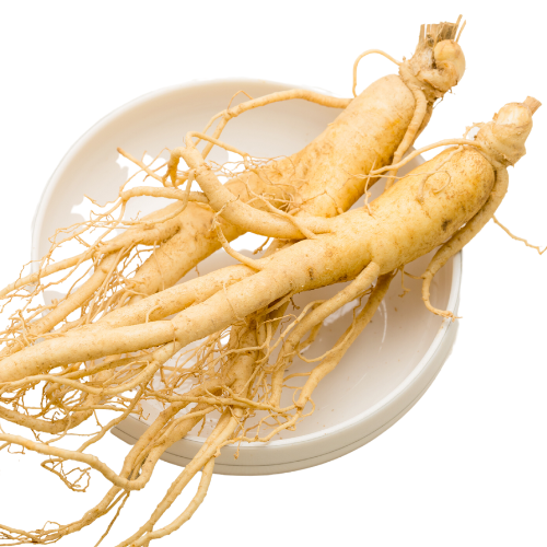 Ginseng transplant roots 