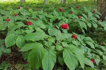 American ginseng plants with green leaves and red berries in a Wisconsin farm-grown setting