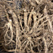 Premium Wisconsin Ginseng Rootlets - Ideal for Planting - High-Quality, Sustainable American Ginseng Roots 5 Years old - Dairyland Ginseng