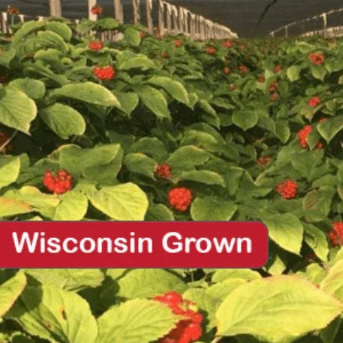 Buy 2-Year Ginseng Rootlets in Bulk