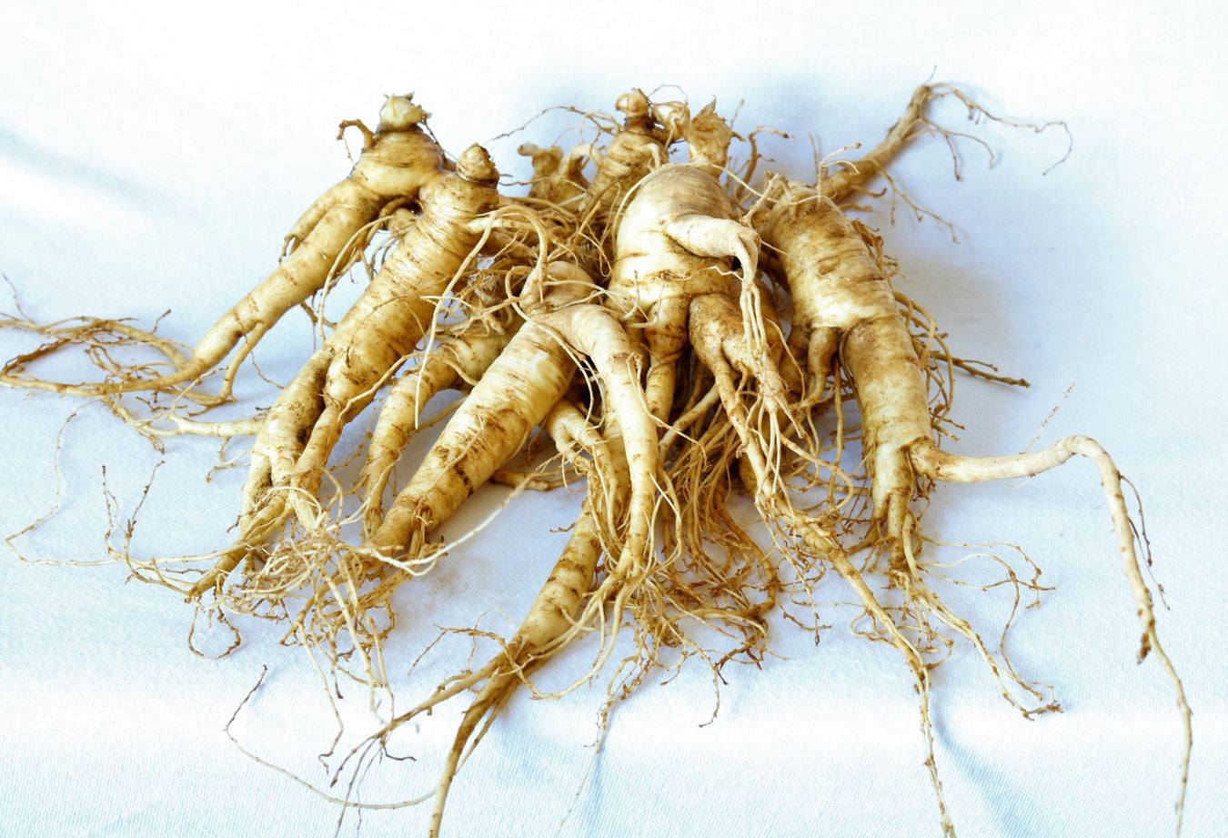 High-Quality Ginseng Rootlets for Successful Planting!