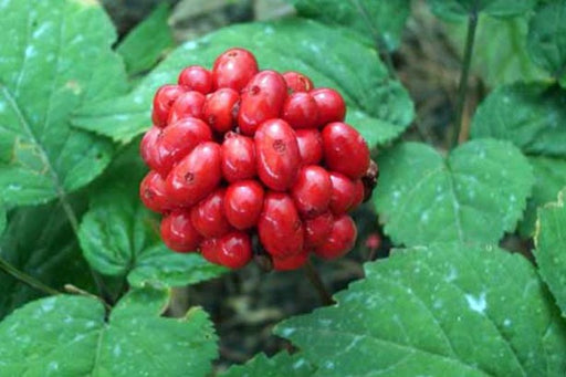 American Ginseng Seeds - 10 LB's - Dairyland Ginseng